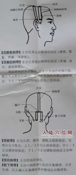 頭部全息穴區(qū)（反射區(qū)）示意圖