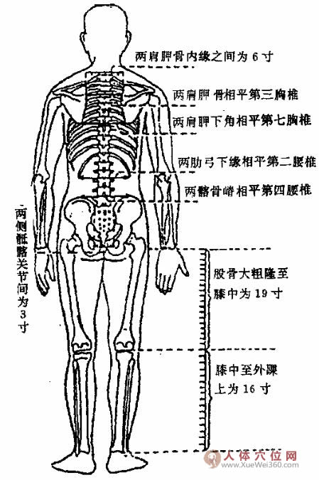 骨度分寸法：全身背面圖