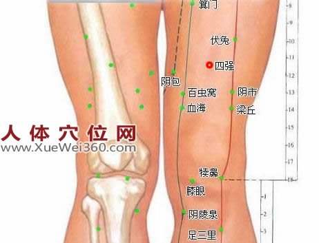 四強(qiáng)穴位位置圖