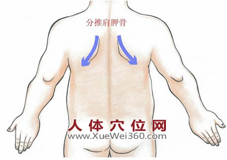 小兒分推肩胛骨