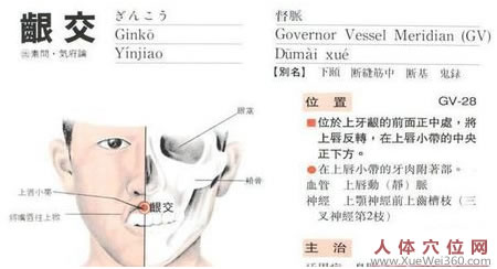 齦交穴位圖