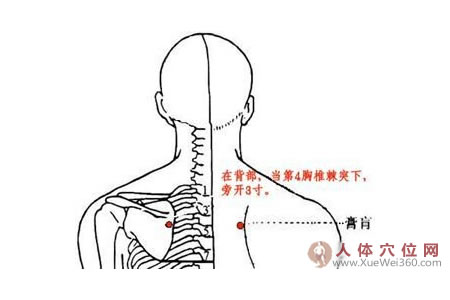 膏肓穴的準(zhǔn)確位置圖