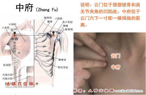 中府穴的準(zhǔn)確位置圖