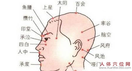 頭部穴位圖：百會穴、上星穴等