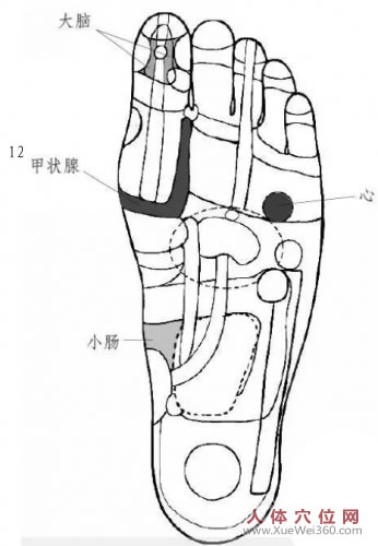 腳底甲狀腺反射區(qū)