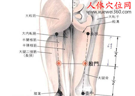 殷門穴的準(zhǔn)確位置圖及解剖圖