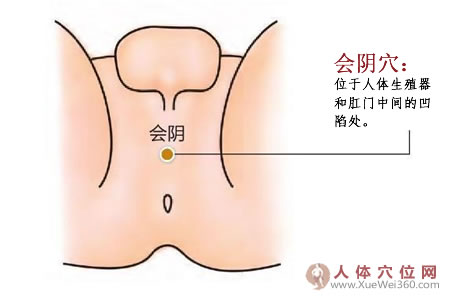 會陰穴